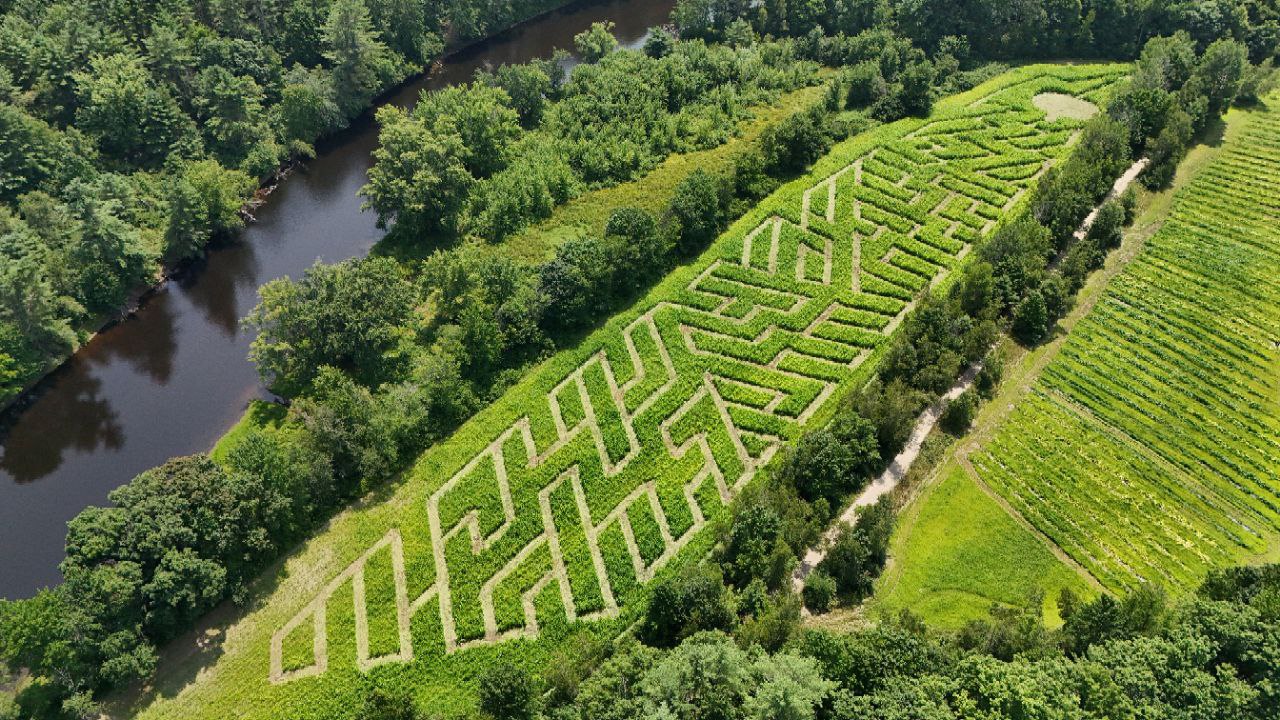 Daytime Corn Maze